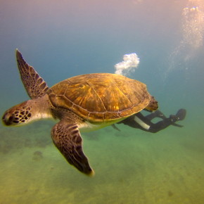 Viajes de buceo a Tenerife