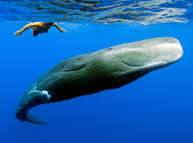 Wieloryby i delfiny w wodach Teneryfy