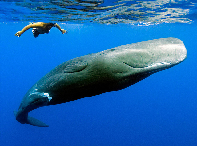 Whales and dolphins in the waters of Tenerife