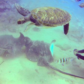 Cours de plongée PADI à Tenerife avec vol et séjour hebdomadaire 505 EUR!